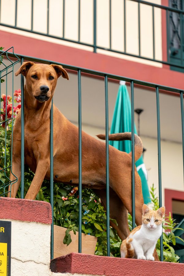 Assurance animaux : protégez votre compagnon efficacement